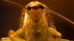 Življenjska pričakovana tarakanov